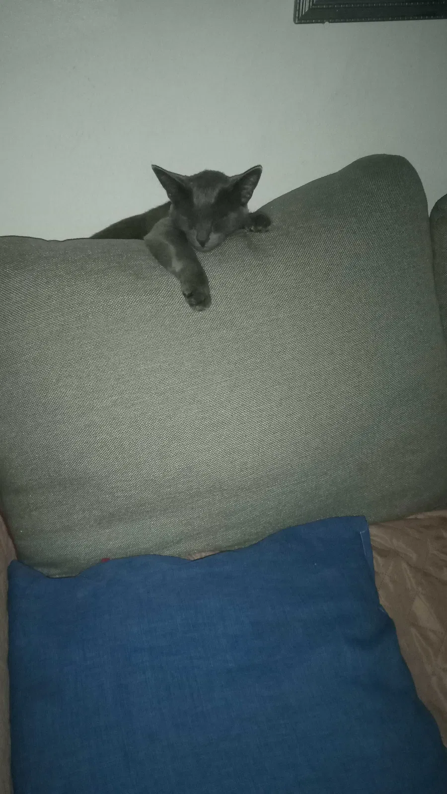 Lost cat in Los Angeles, CA, 90065