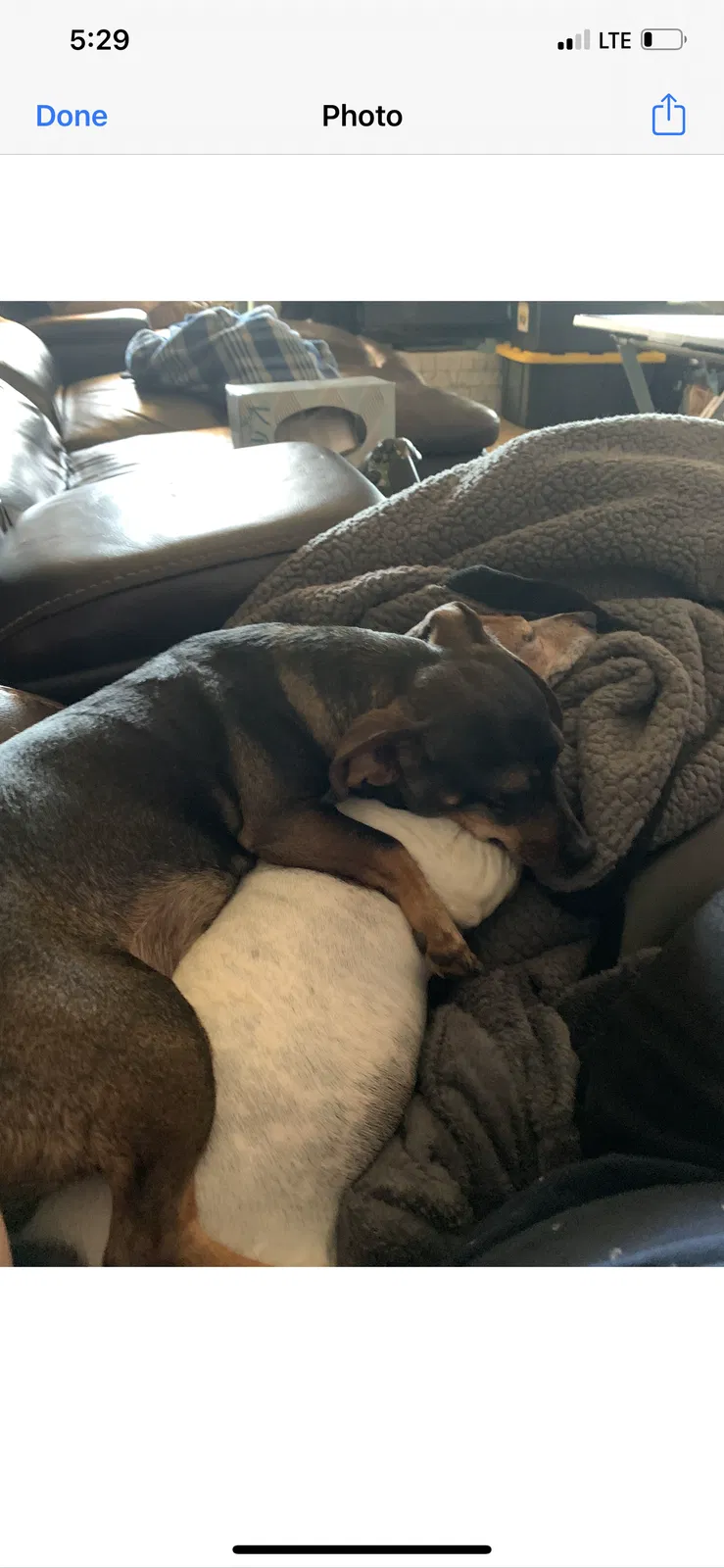 Lost dog in Oklahoma City, OK, 73169