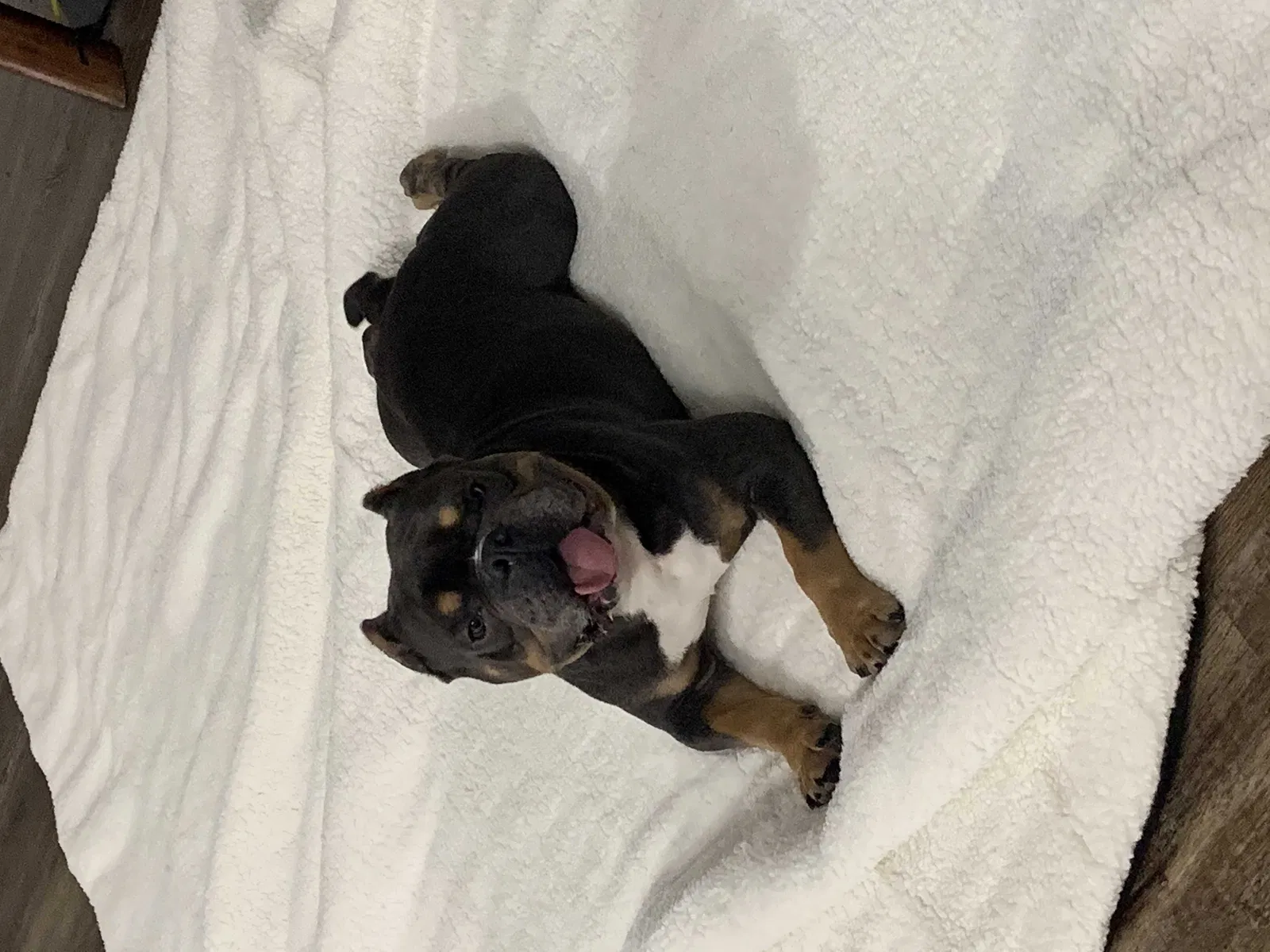 Lost dog in San Antonio, TX, 78214