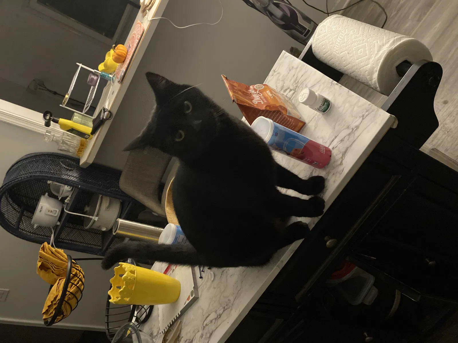 Lost cat in Charleston, SC, 29414