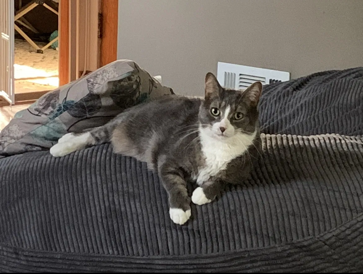 Lost cat in Mount Prospect, IL, 60056