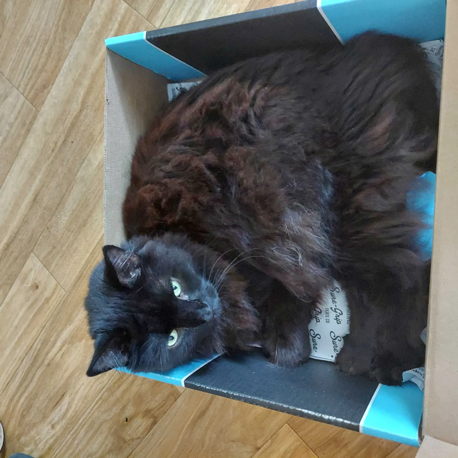 Lost cat in Richmond, VA, 23220