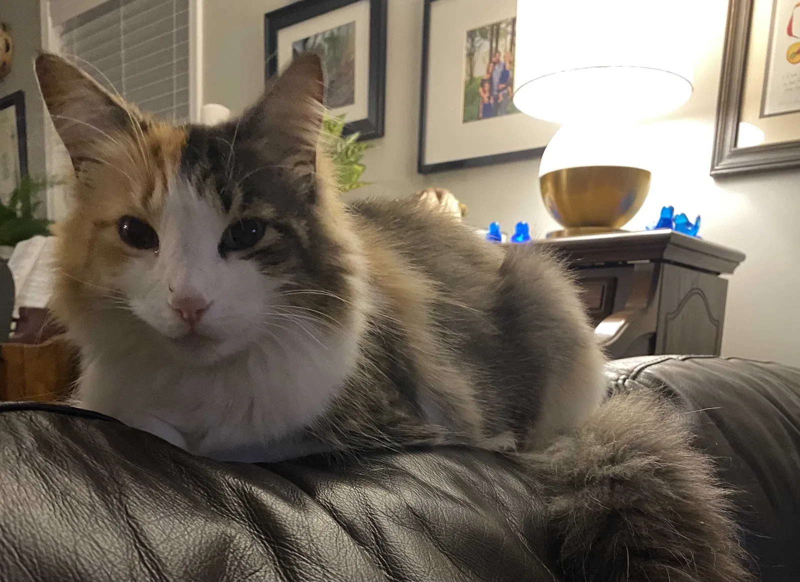Lost cat in Saint Augustine, FL, 32080