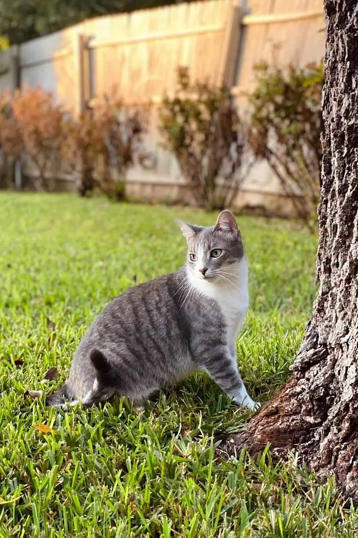 Lost cat in Crowley, TX, 76036