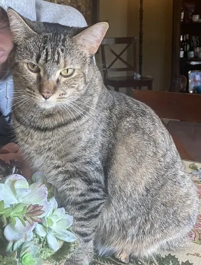 Lost cat in Oak Park, MI, 48237