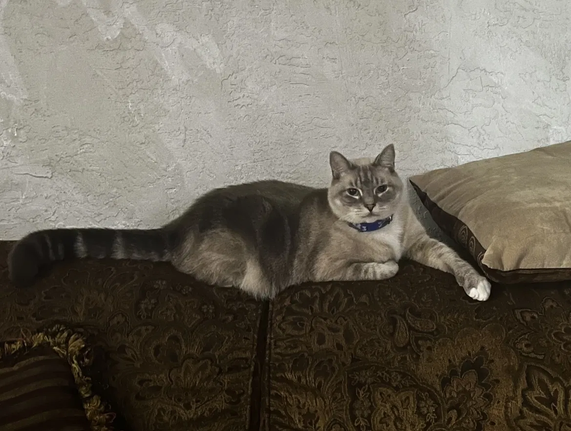 Lost cat in Miami, FL, 33165