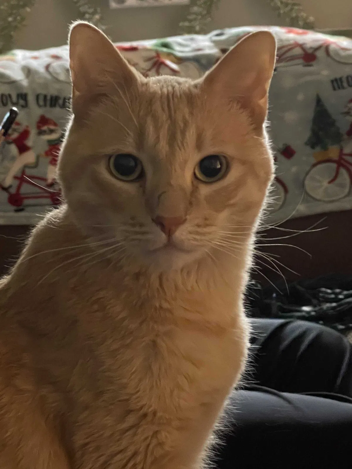 Lost cat in Las Cruces, NM, 88001