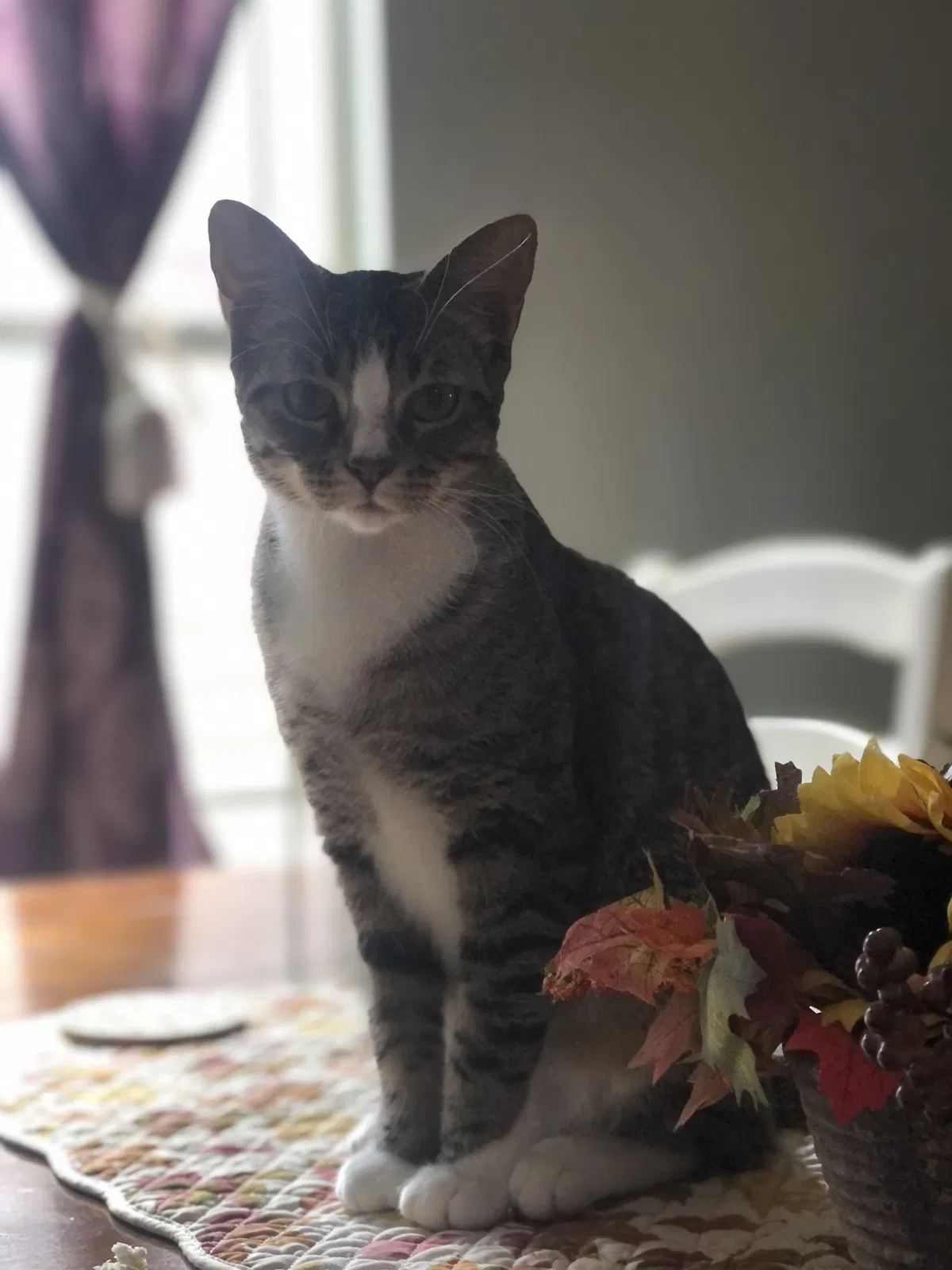 Lost cat in Cibolo, TX, 78108