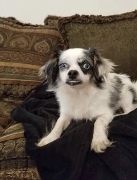 Lost dog in Rowlett, TX, 75089