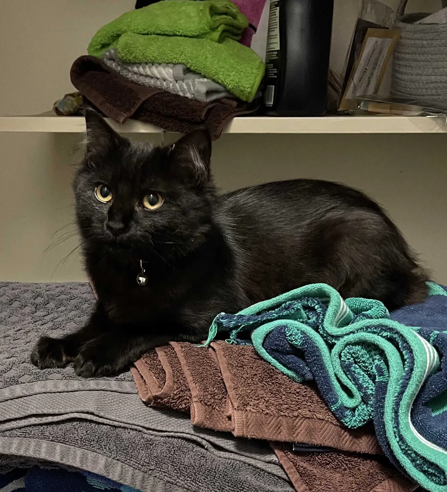 Lost cat in Knoxville, TN, 37918