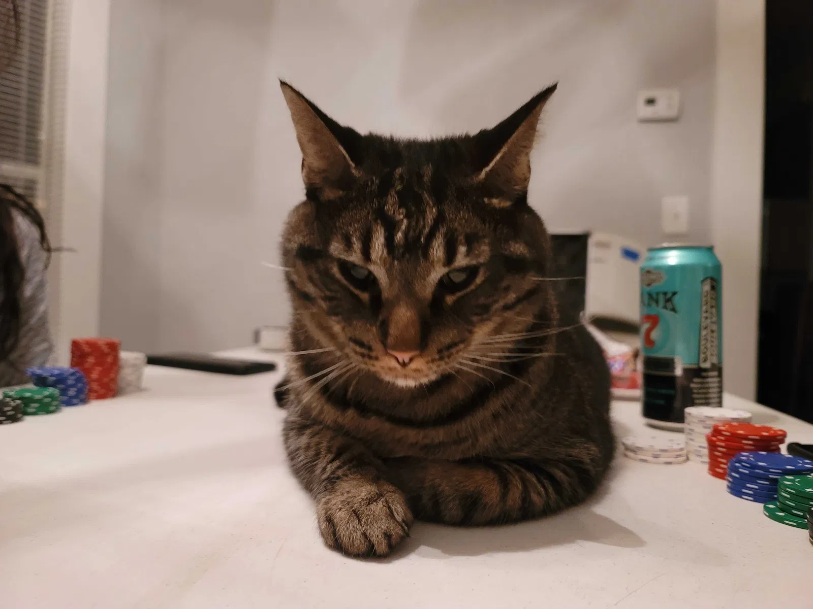 Lost cat in Oklahoma City, OK, 73106