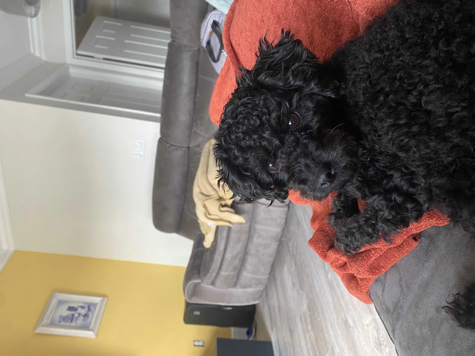 Lost dog in Pompano Beach, FL, 33063