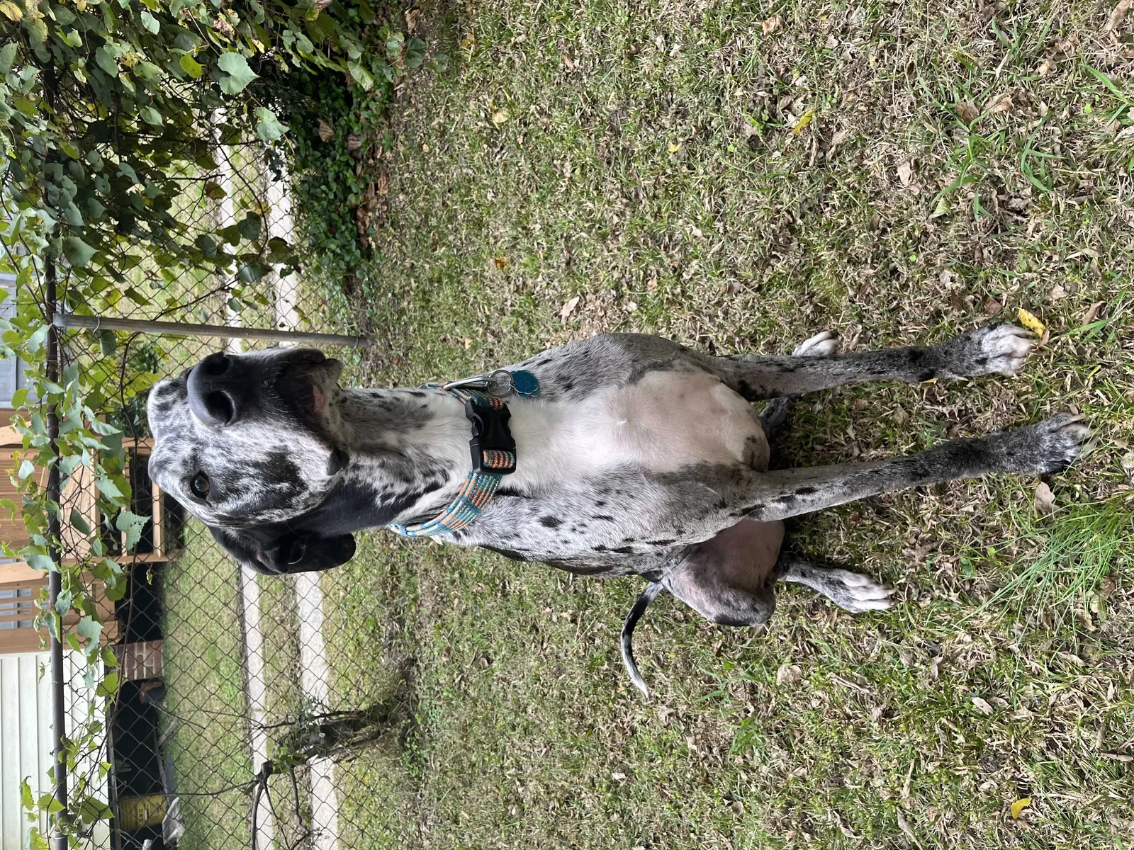 Lost dog in Henrico, VA, 23229