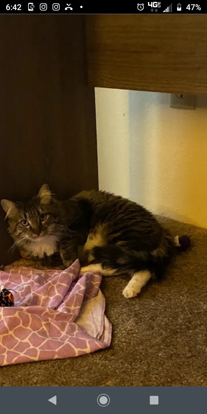 Lost cat in Tucson, AZ, 85710