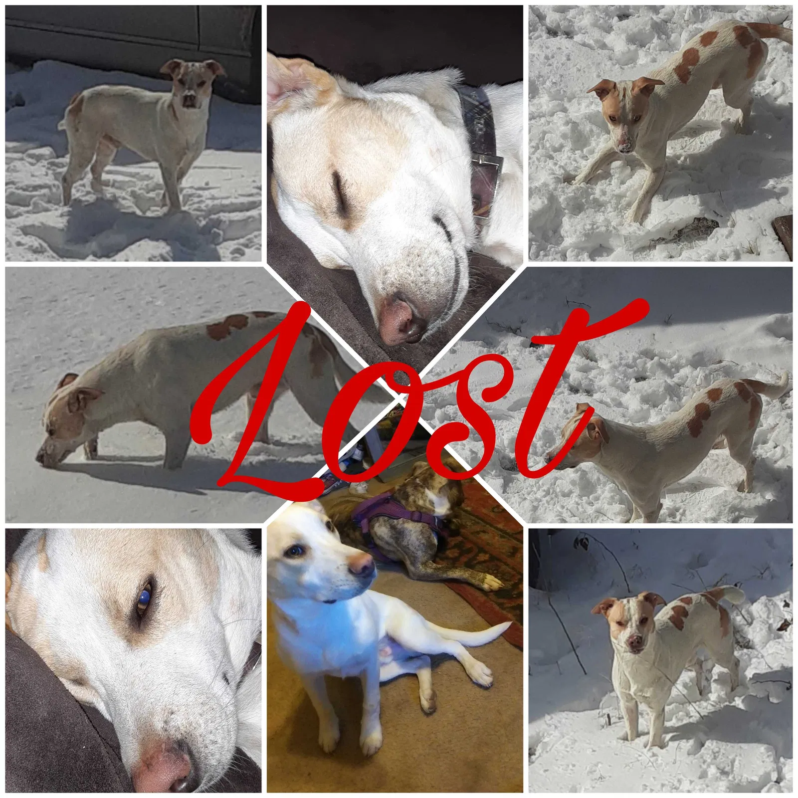 Lost dog in London, AR, 72847