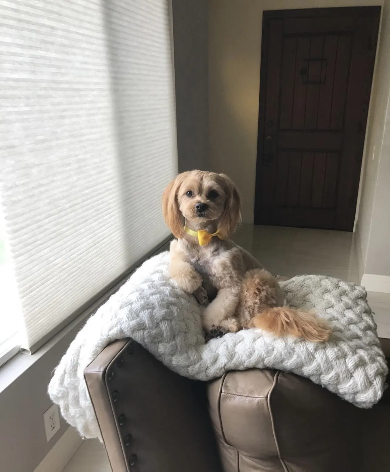 Lost dog in Gardena, CA, 90248