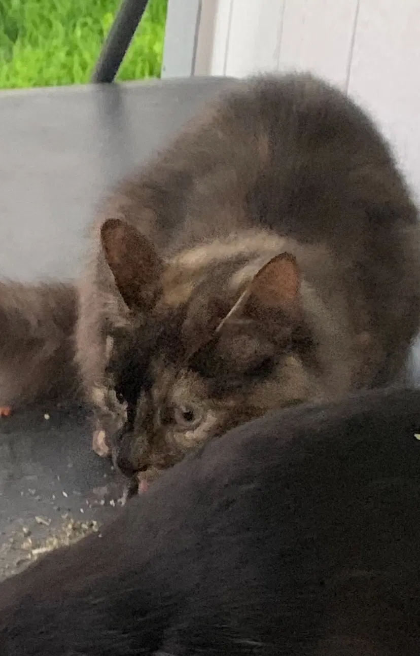 Lost cat in Unknown, CA, 94626