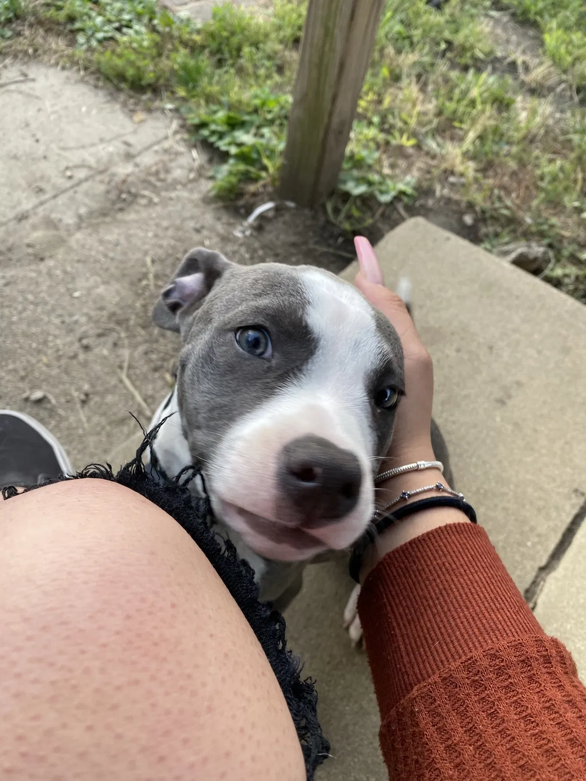 Lost dog in Indianapolis, IN, 46221