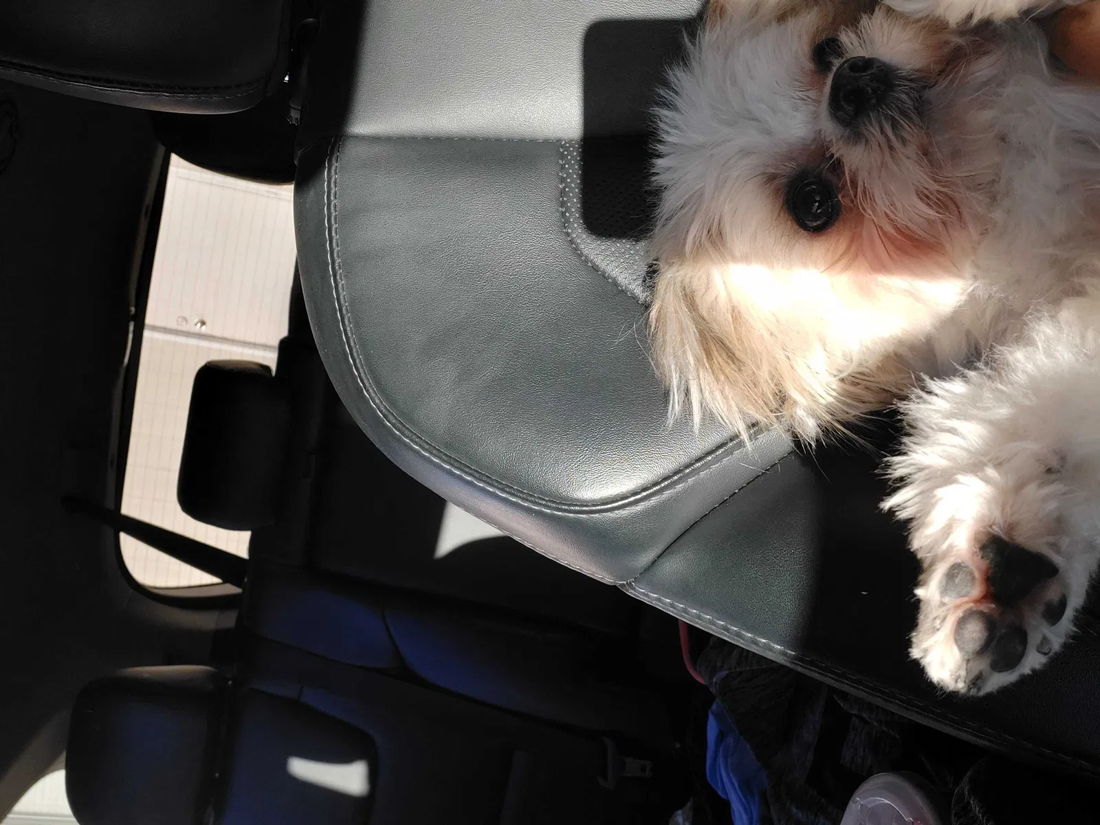 Lost dog in Odessa, TX, 79766