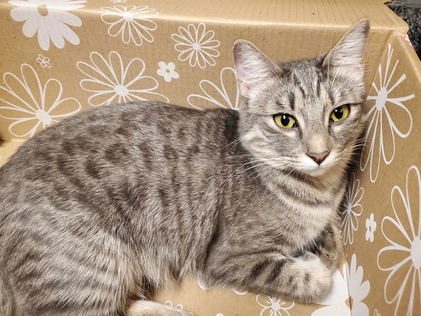 Lost cat in Allen, TX, 75013