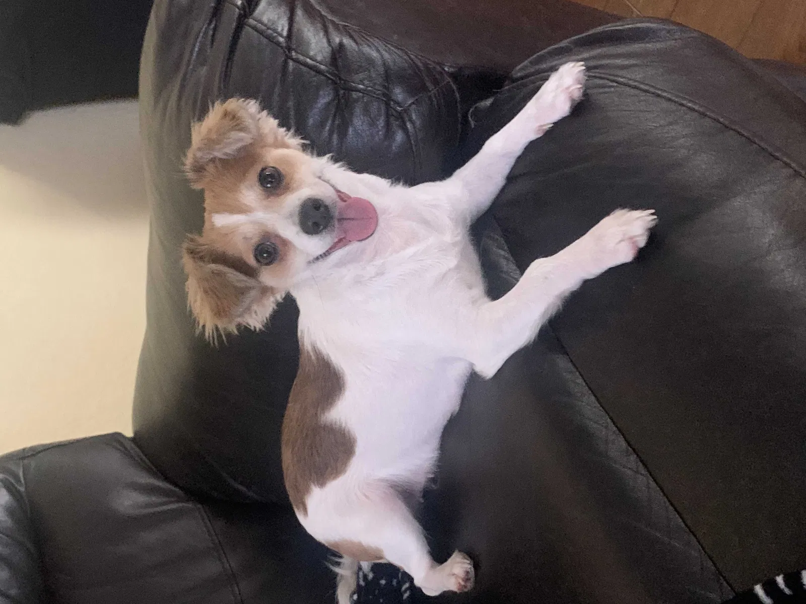 Lost dog in San Antonio, TX, 78253