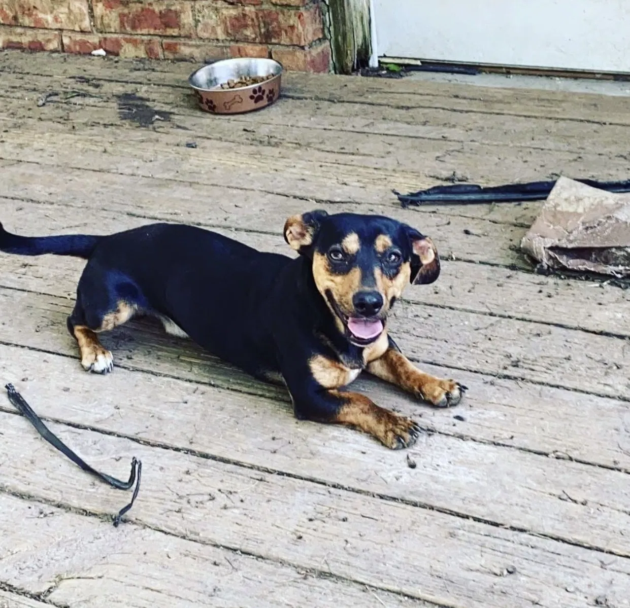 Lost dog in Grand Prairie, TX, 75052