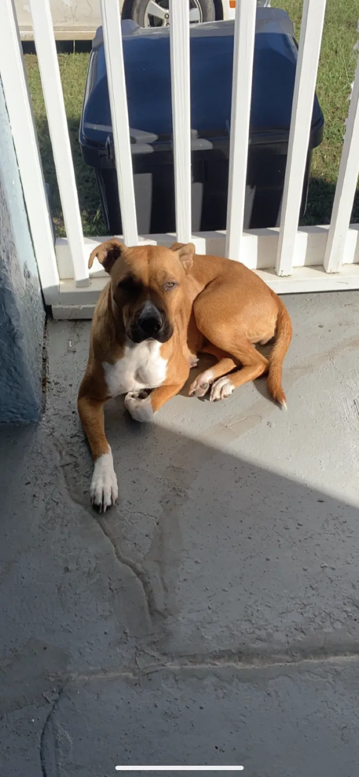 Lost dog in Augusta, GA, 30904