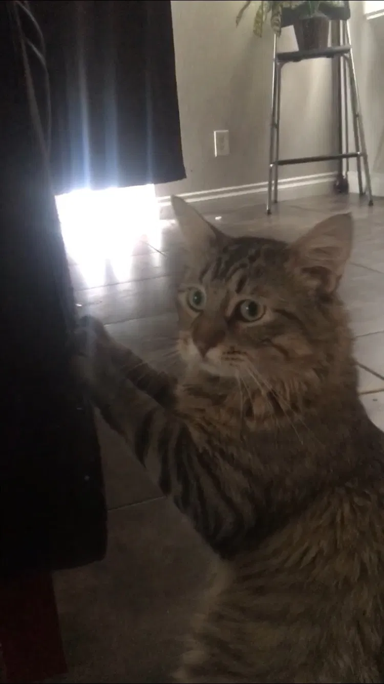 Lost cat in North Las Vegas, NV, 89031