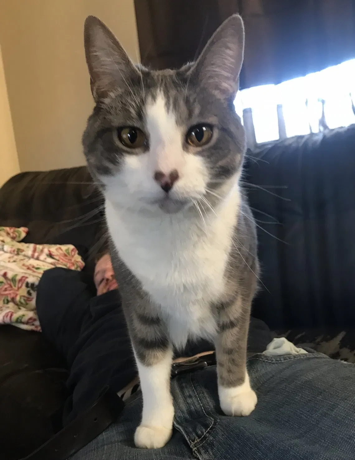 Lost cat in Pittsburgh, PA, 15220