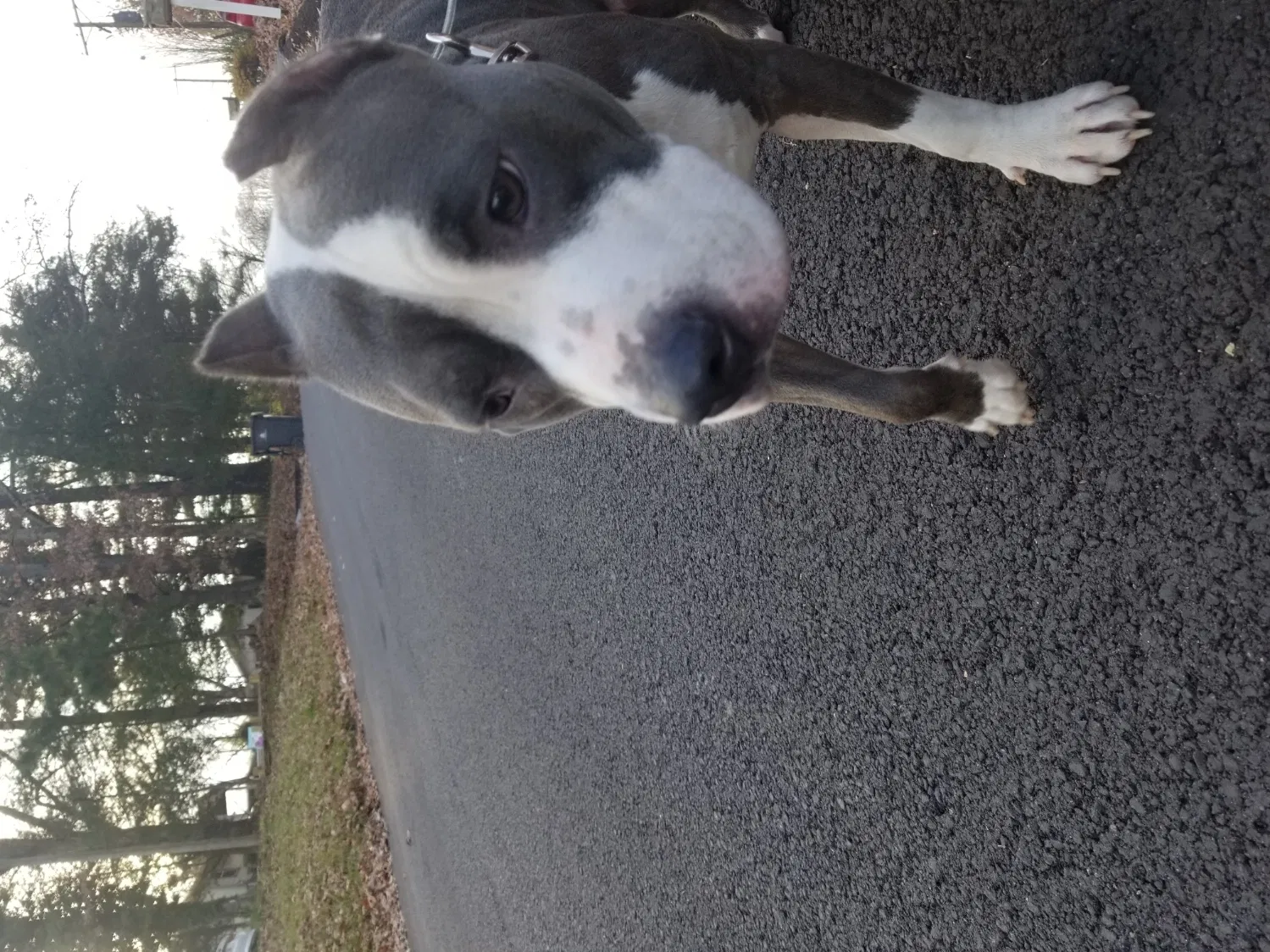 Found dog in Knoxville, TN, 37921