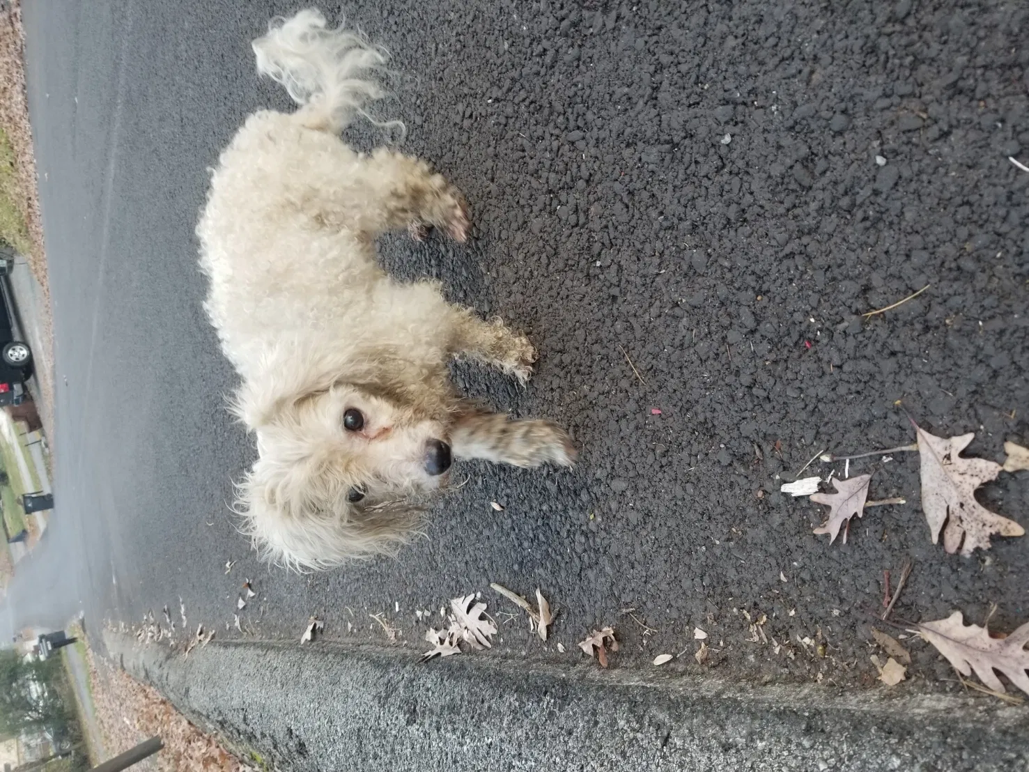 Found dog in Knoxville, TN, 37921