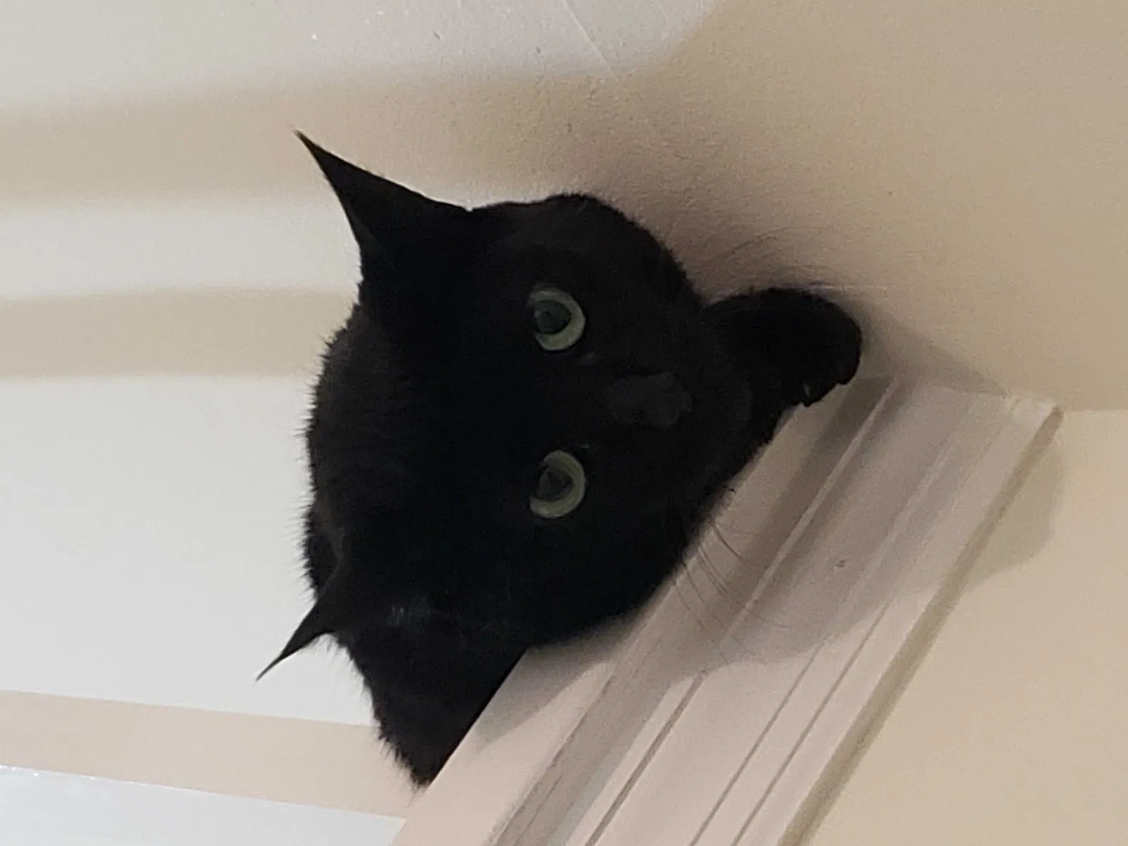 Lost cat in Saint Johns, FL, 32259