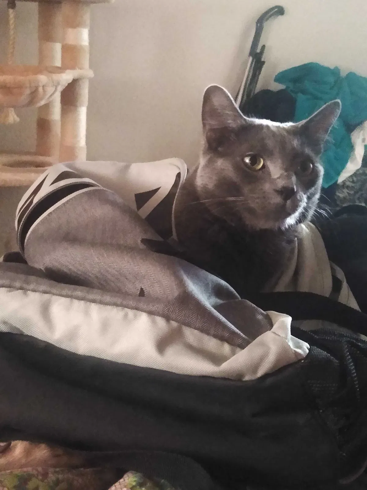 Lost cat in Porterville, CA, 93257