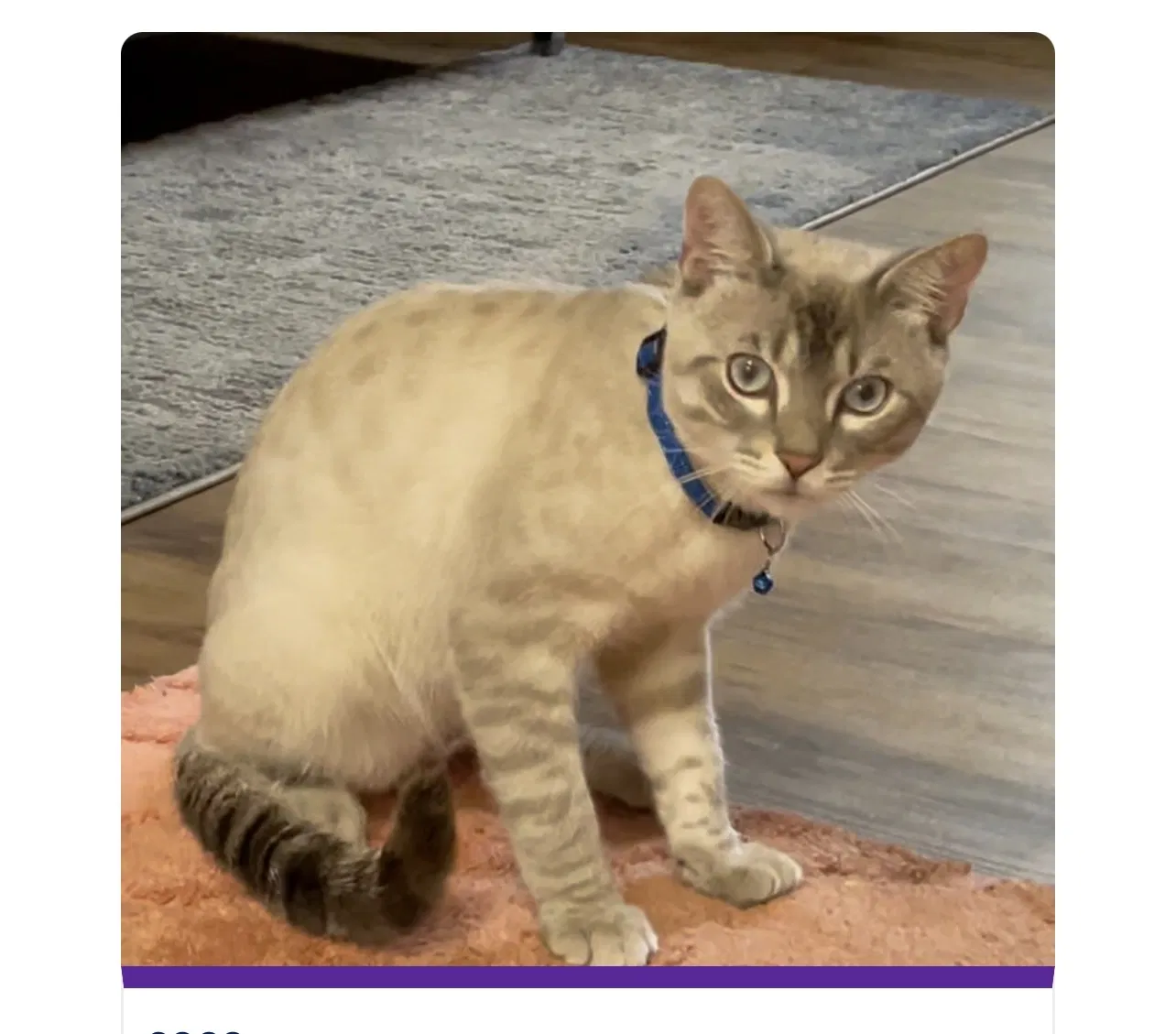 Lost cat in Fort Collins, CO, 80525