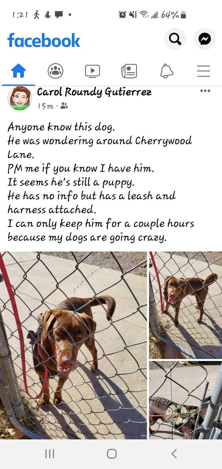 Found dog in Salt Lake City, UT, 84120