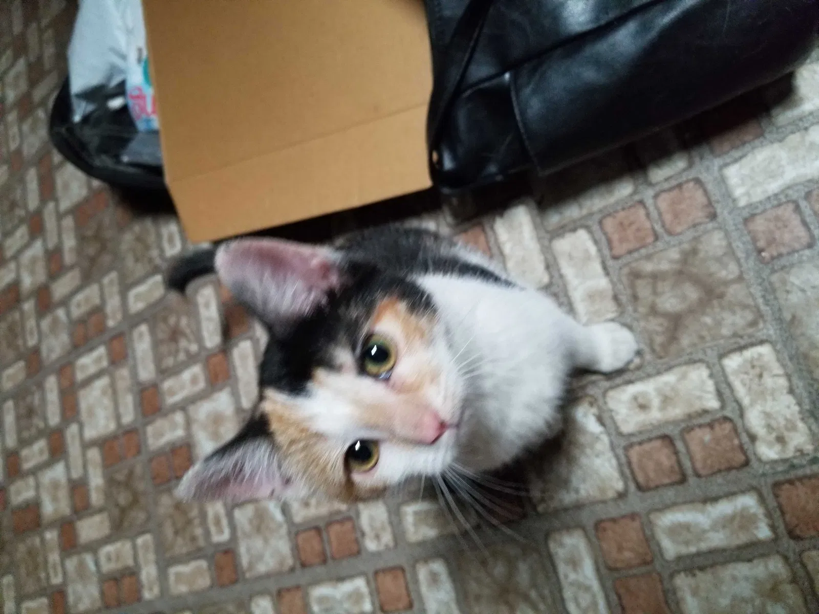 Lost cat in Hazelwood, MO, 63042