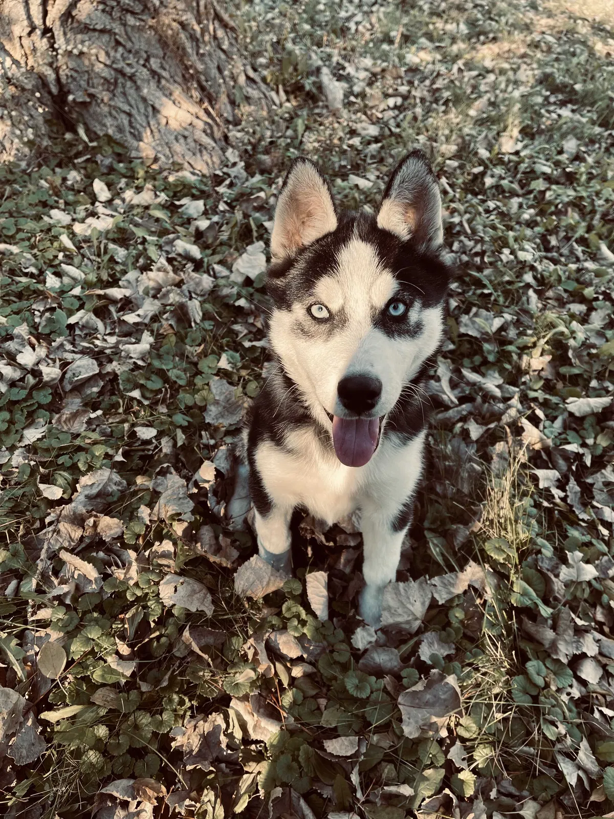 Lost dog in Highland Park, IL, 60035