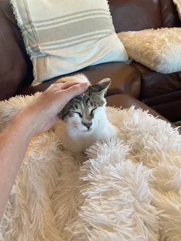 Lost cat in Fairfield, NJ, 7004