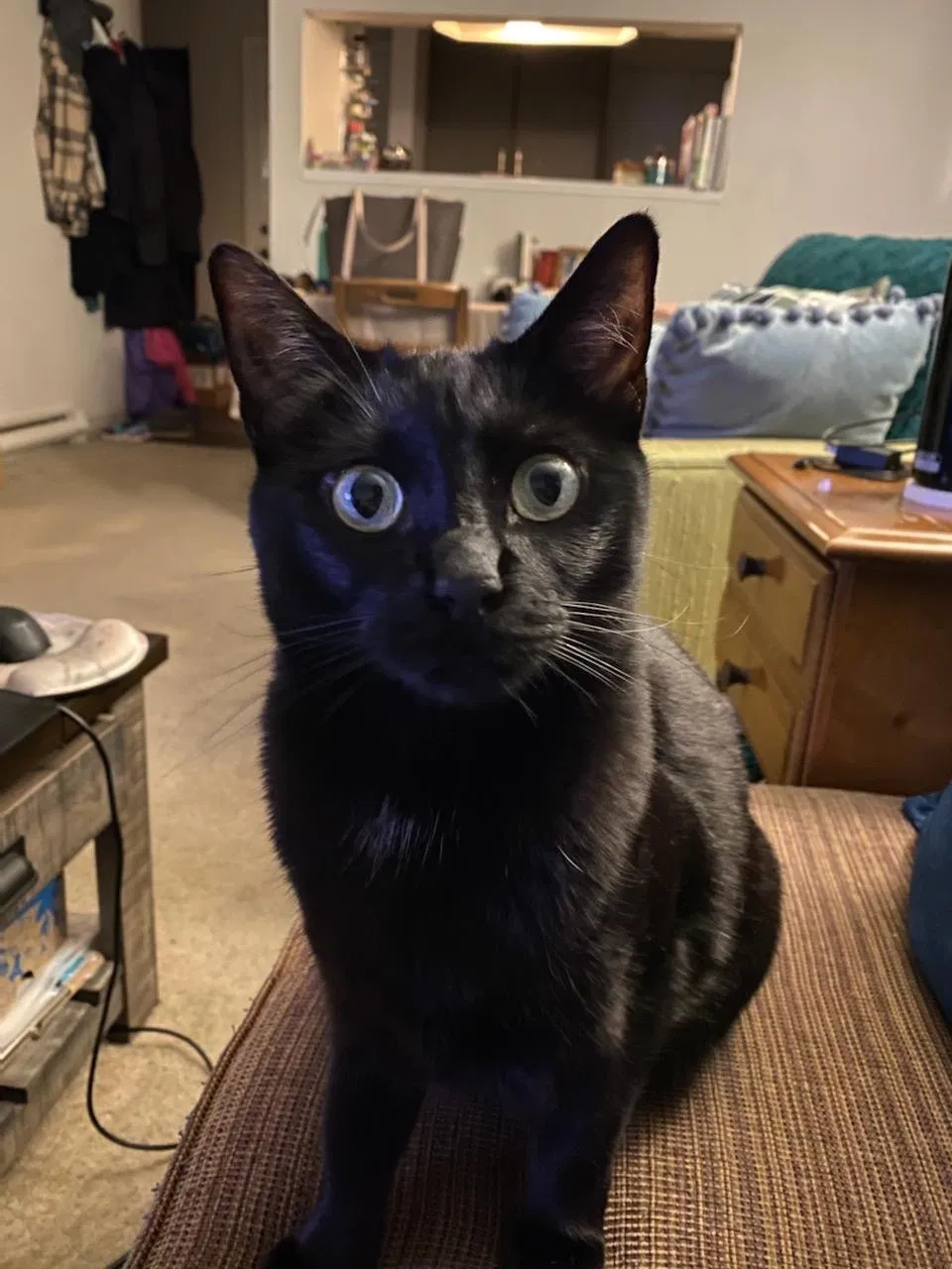 Lost cat in Beaverton, OR, 97006