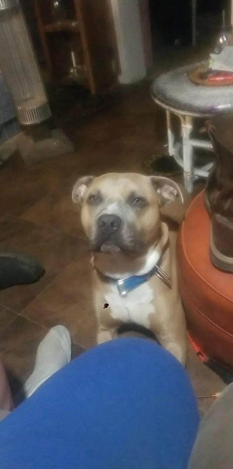 Lost dog in Centerville, TX, 75833