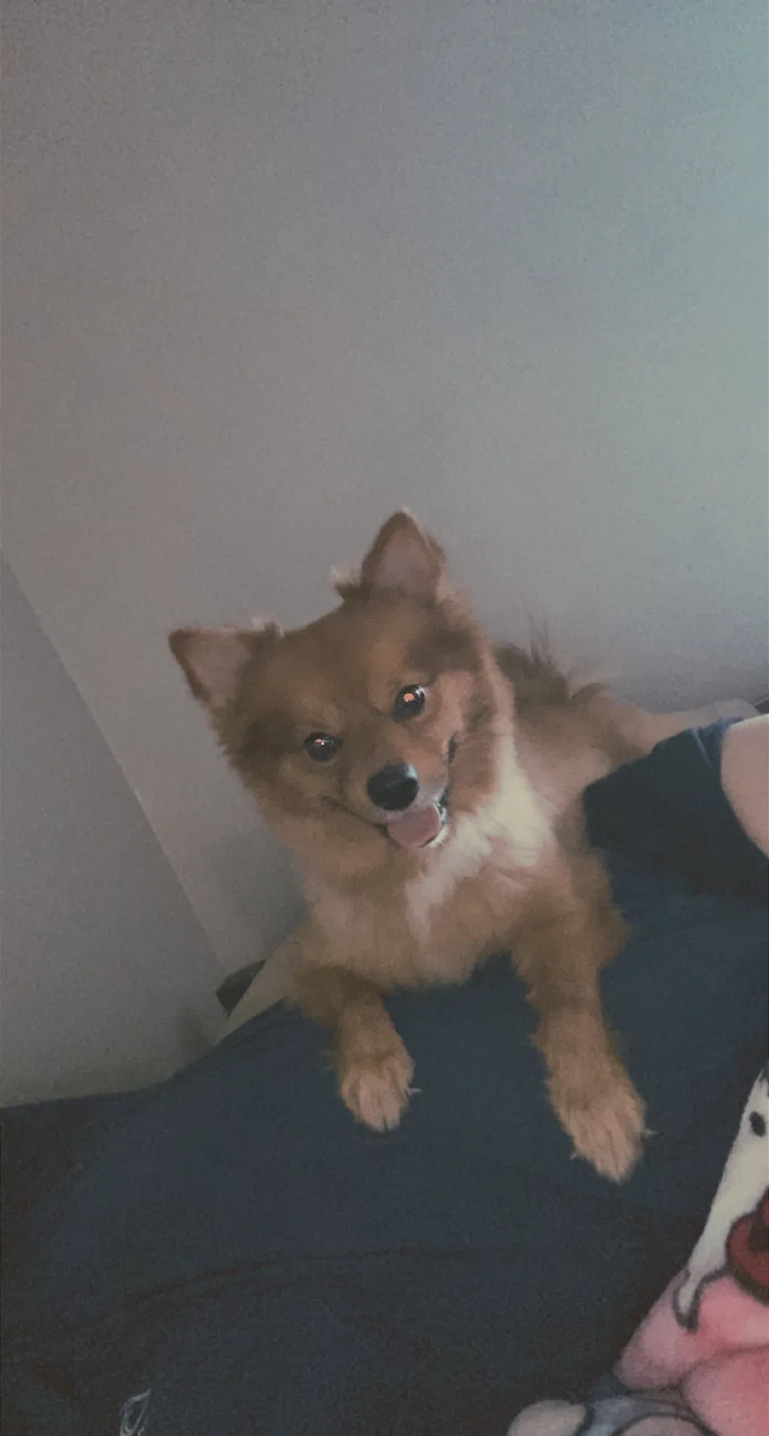 Lost dog in Unknown, OK, 0