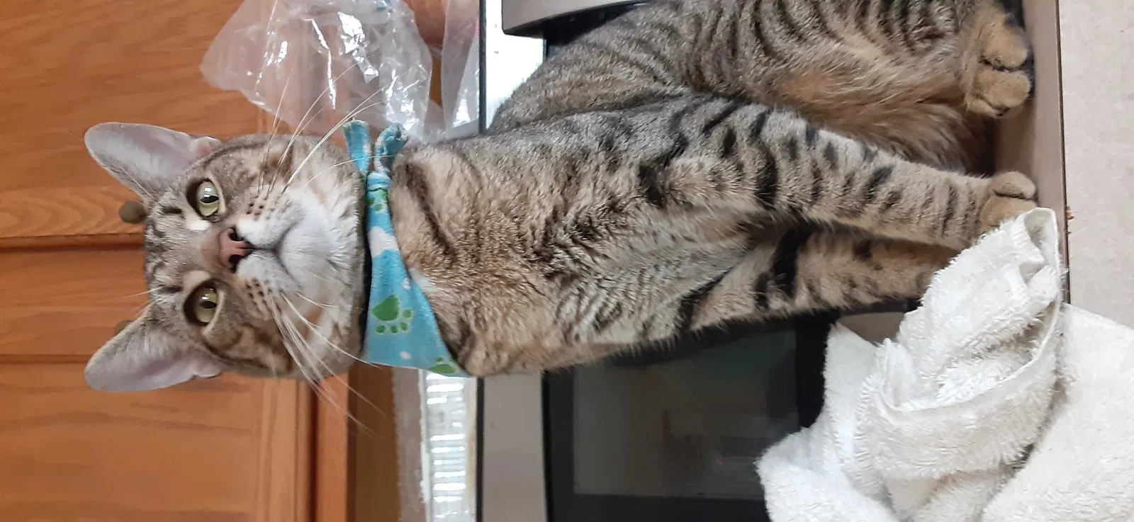 Lost cat in Hamburg, NY, 14075