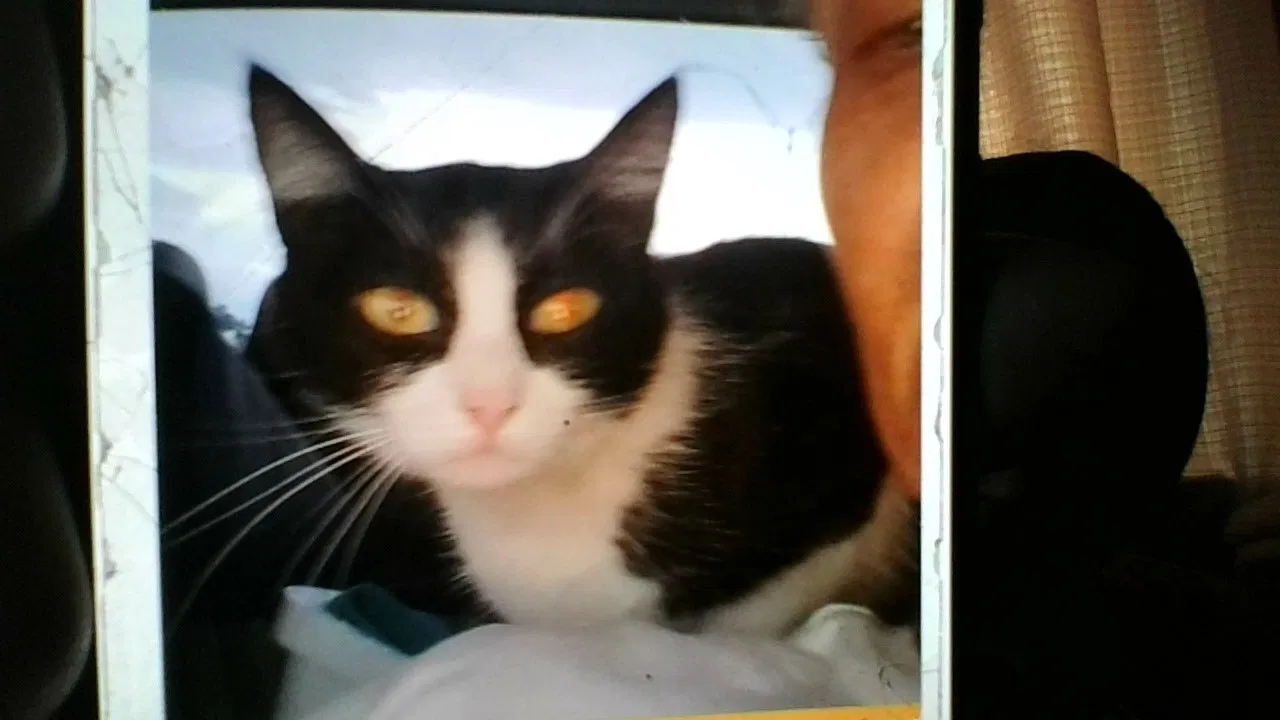 Lost cat in Oklahoma City, OK, 73119