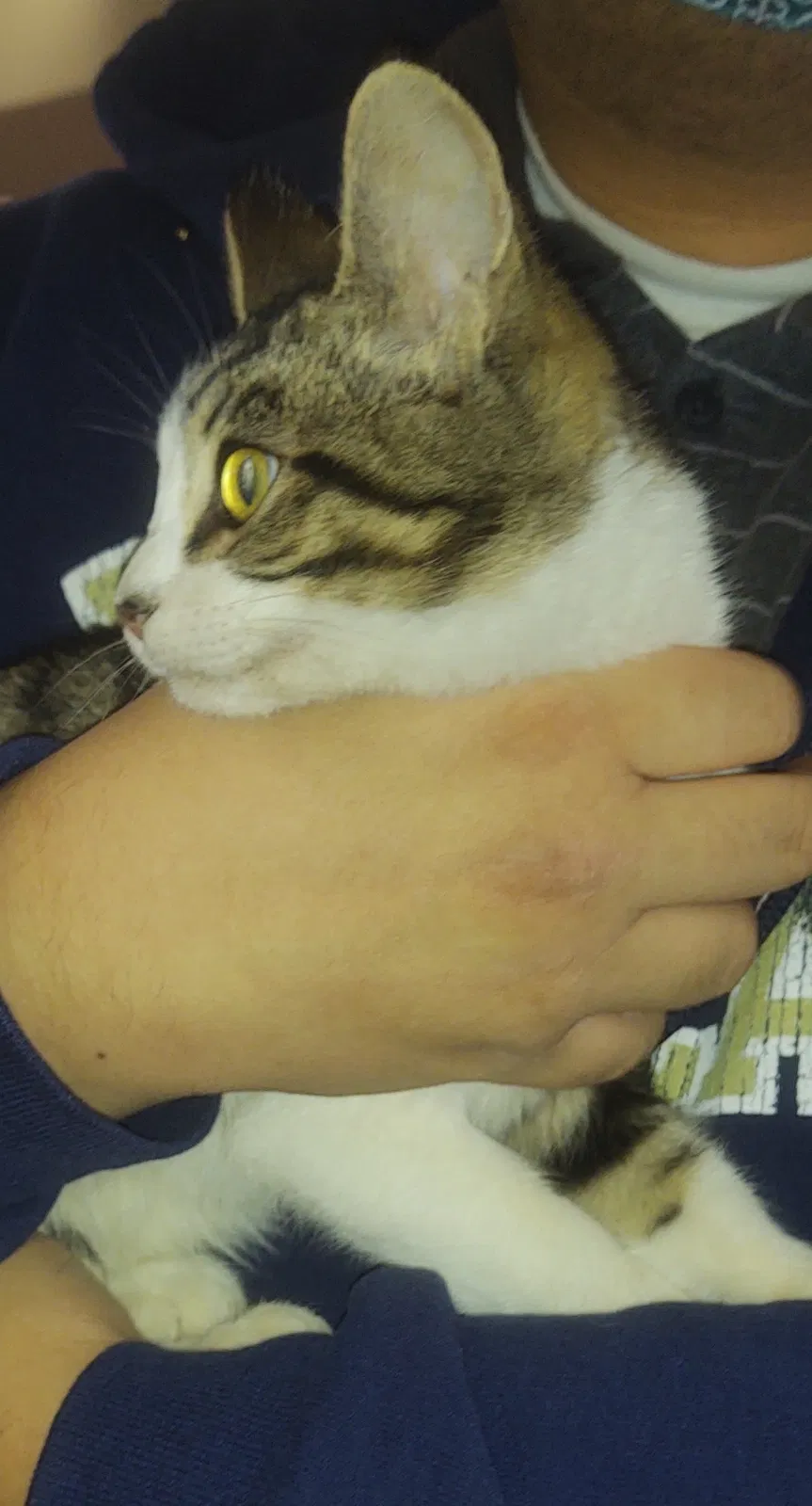Found cat in Merced, CA, 95340