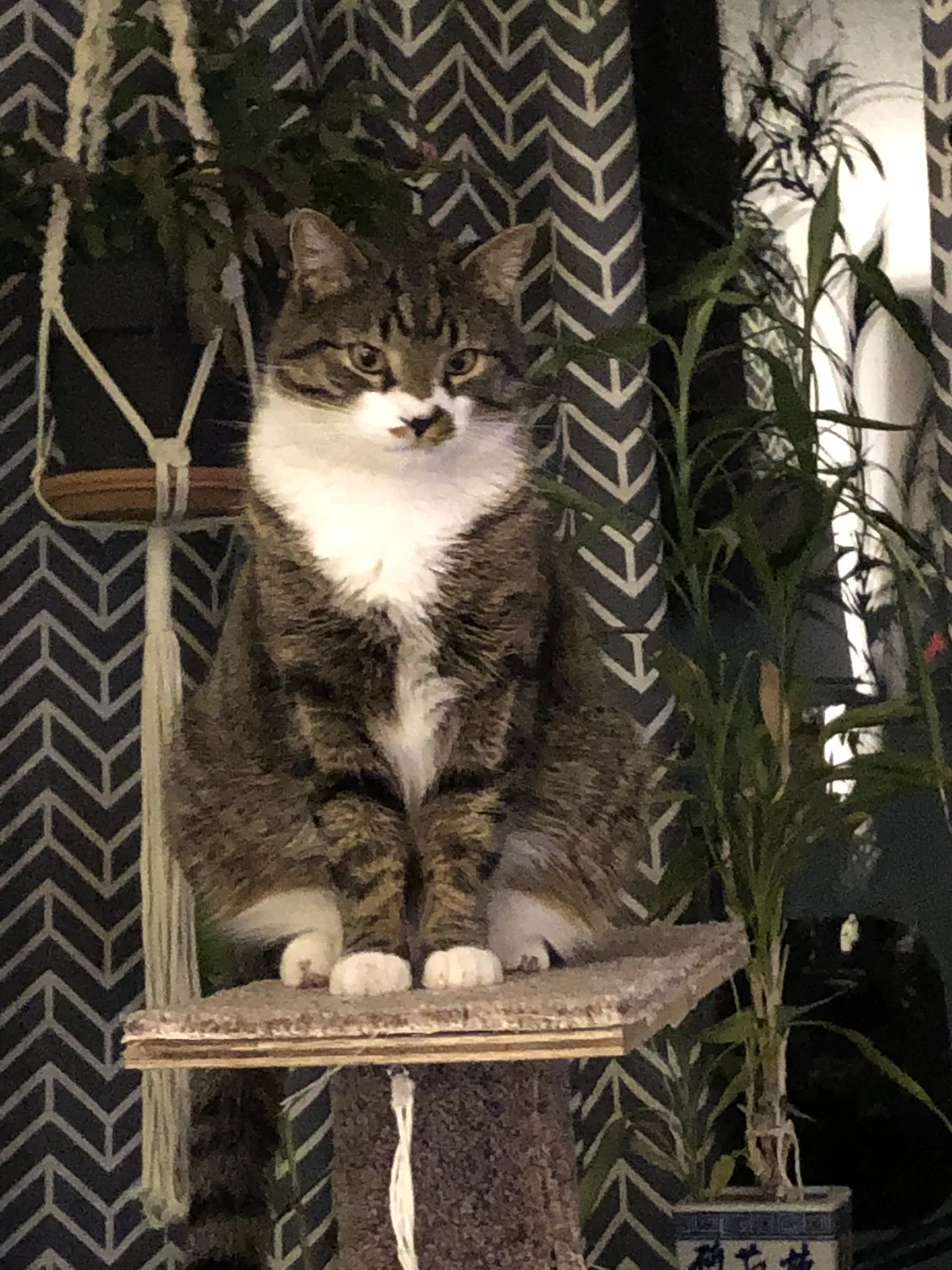 Lost cat in Bozeman, MT, 59715