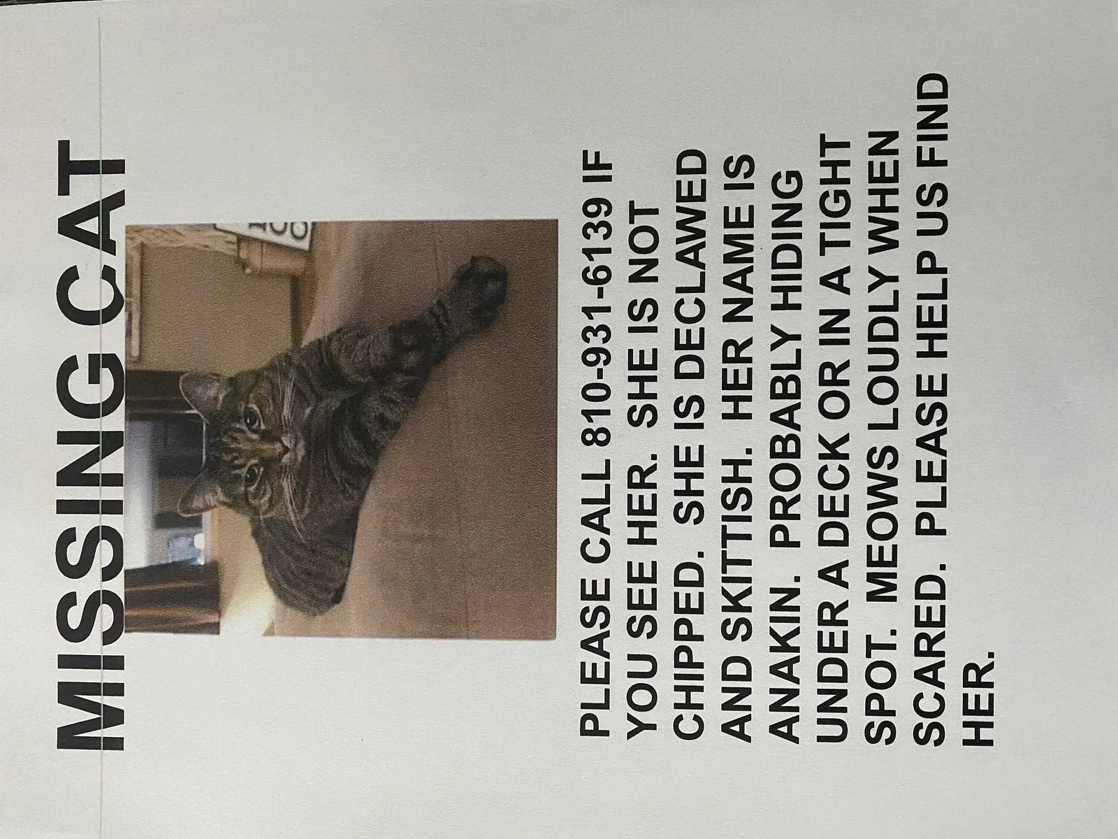 Lost cat in Flint, MI, 48506