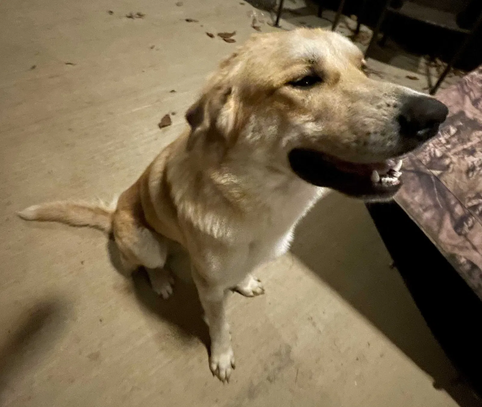 Found dog in Unionville, TN, 37180