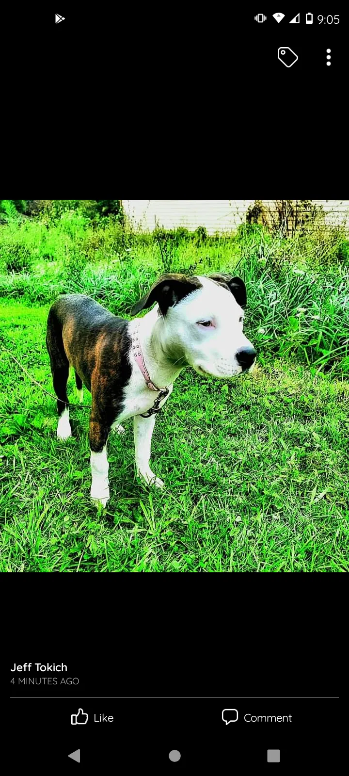 Lost dog in Washington, PA, 15301
