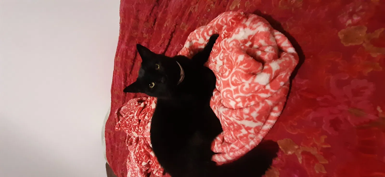Lost cat in Lacey, WA, 98503