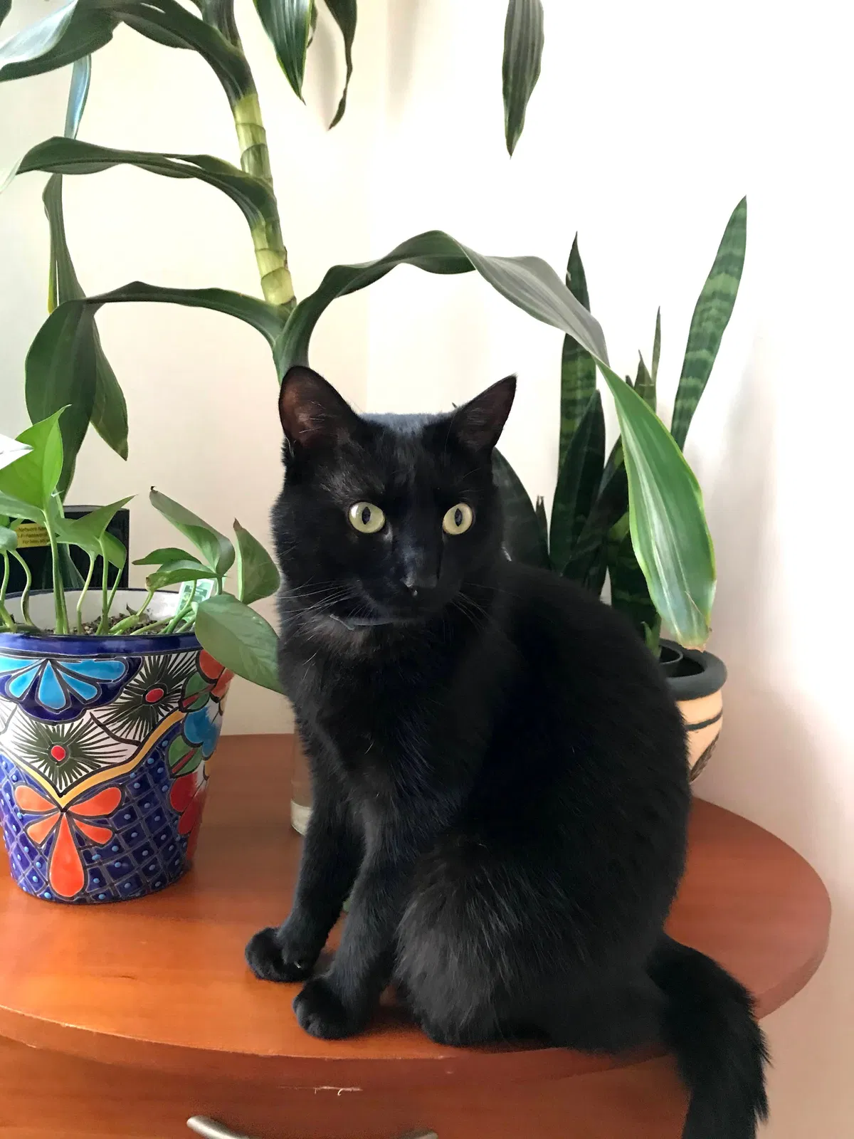 Lost cat in Sunnyvale, CA, 94089
